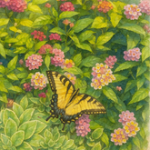 Butterfly In The Garden