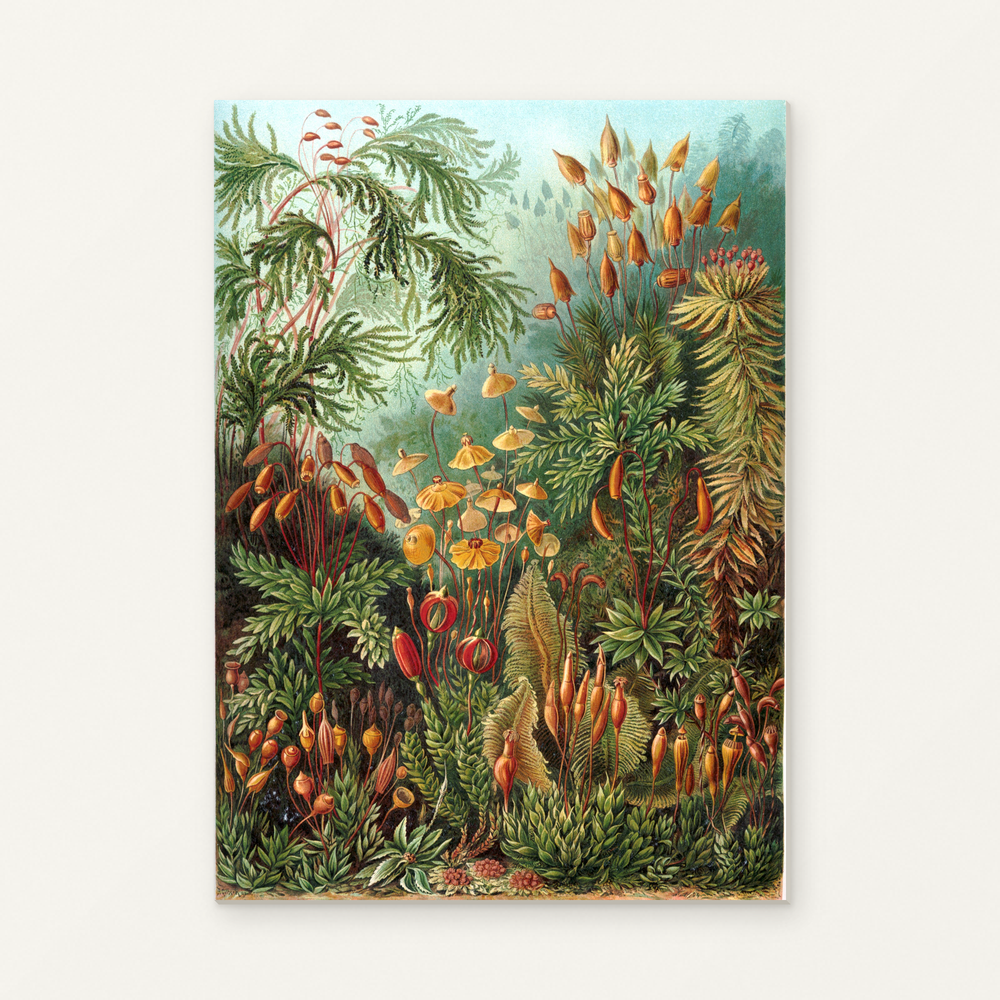 Moss Garden — Ernst Haeckel Paint by Numbers Kit — complete artwork displayed on a canvas against a warm off-white wall.
