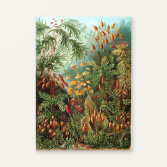 Moss Garden — Ernst Haeckel Paint by Numbers Kit — complete artwork displayed on a canvas against a warm off-white wall.